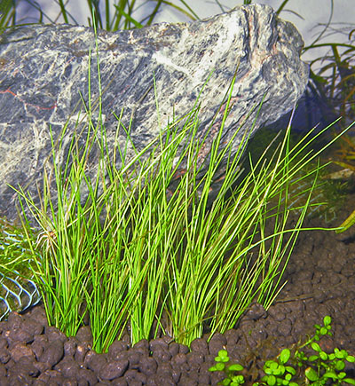 Dwarf Hairgrass (”Eleocharis parvula”)